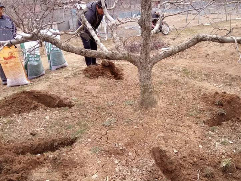 肥料養分含量檢測儀為蘋果挑選合適肥料