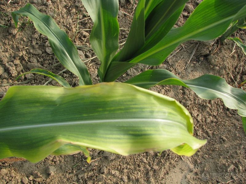 葉綠素含量測定儀可增加氮肥利用率