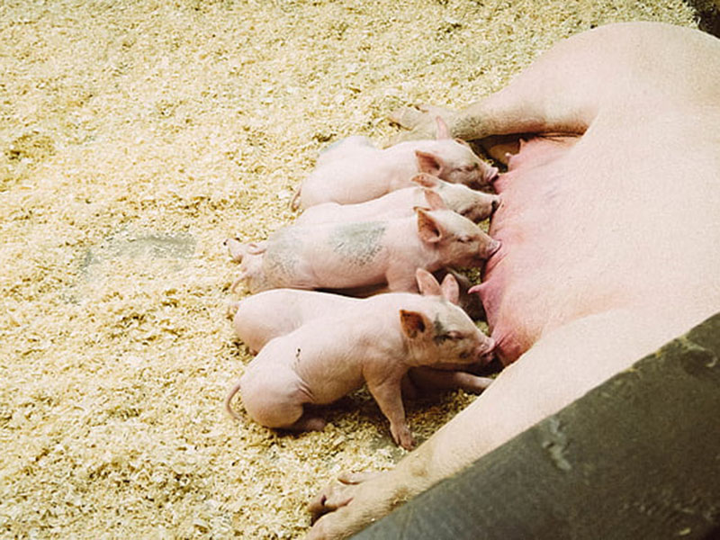 動物疫病快速診斷儀快速、安全、便攜