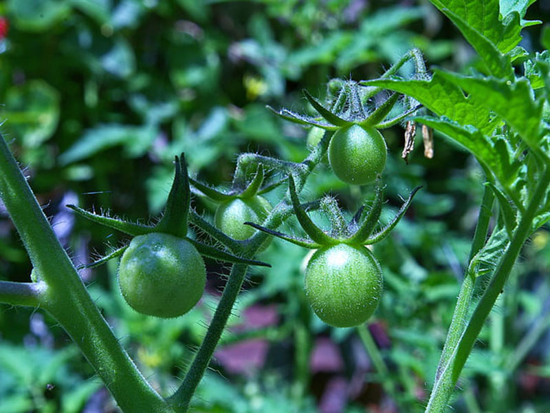 農藥殘留會對身體產生怎樣的危害？