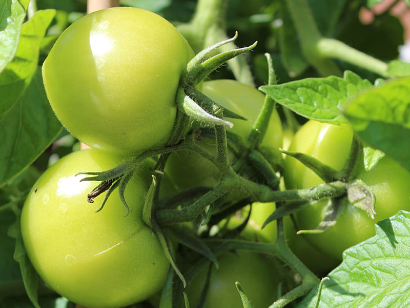 農藥殘留檢測儀結果準確嗎？