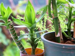 利用土壤氮、磷、鉀檢測(cè)器檢測(cè)土壤養(yǎng)分