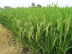 糧食重金屬快速檢測儀，為糧食安全提供保障