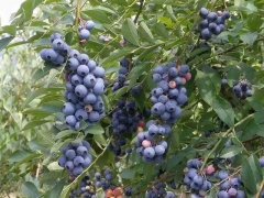 藍莓表面的白霜是農(nóng)藥殘留嗎？農(nóng)藥殘留檢測儀來回答