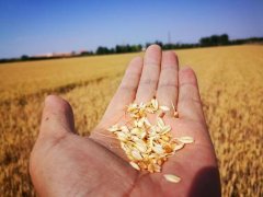 糧食水分測量儀，為小麥提供合理存儲時間