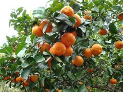 砂糖橘的種植，光照很重要