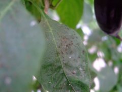 手持式葉面積可無損測(cè)量葉面積和相關(guān)指數(shù)