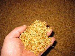 糧食中的真菌毒素怎么檢測？